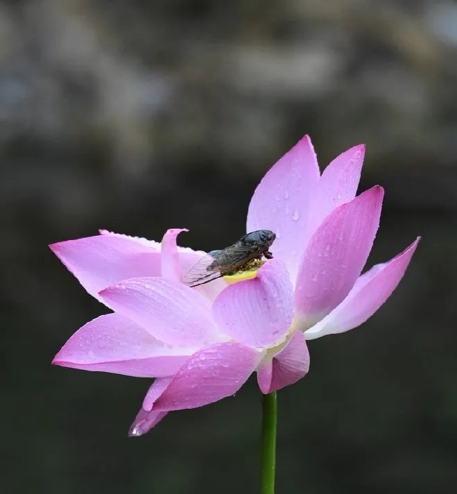 寒蝉|立秋之后,寒蝉鸣