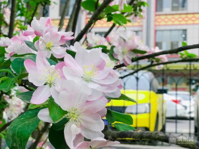 清明时节，不负春光！来滨州踏青赏花吧！