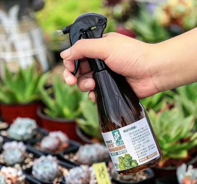 花盆里有蚧壳虫喷一喷,埋点药,蚧壳虫一网打尽