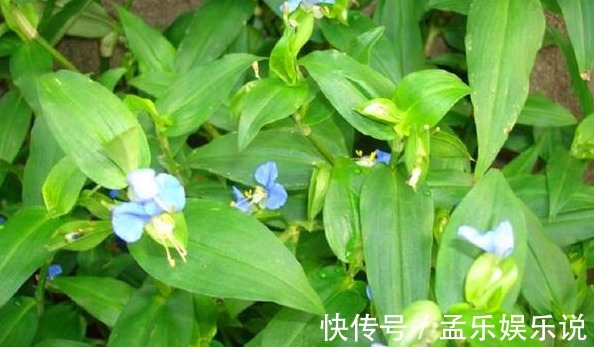 利尿消肿|农村种野菜好吃又营养,还有利尿消肿功效,是一种难得的野味