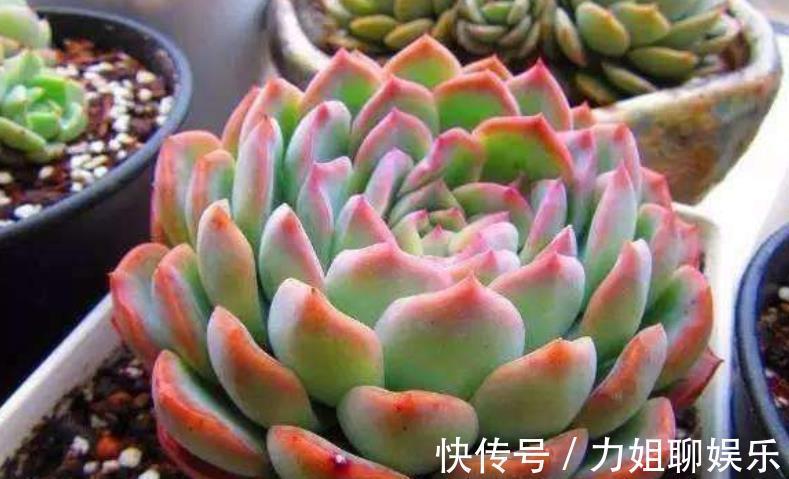 老花匠的多肉配方,学会了大小苗都能养好,简单好养适合新手