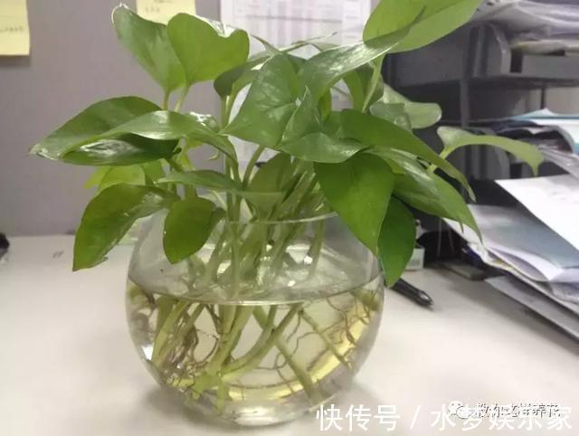 匍匐茎|5种花丢水里就活,每周加点水,简简单单轻松爆盆!