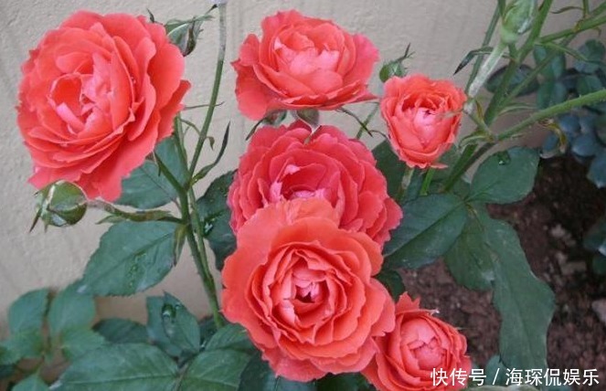 一种心情|注意这两点,月季扦插不烂根,长势特别茂盛,萌新涨姿势