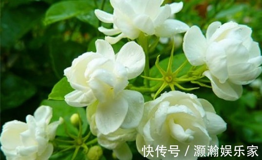 茉莉花鸡片|女人来月经时，推荐多吃4种食物，排出毒素，净化血液，滋养子宫