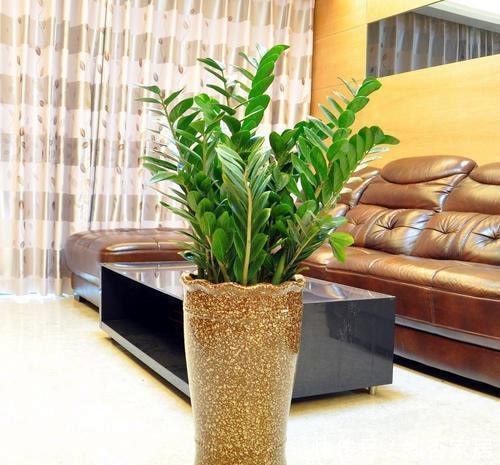 严寒|这6种花真耐活,叶子四季常青不畏严寒,很适合养花小白