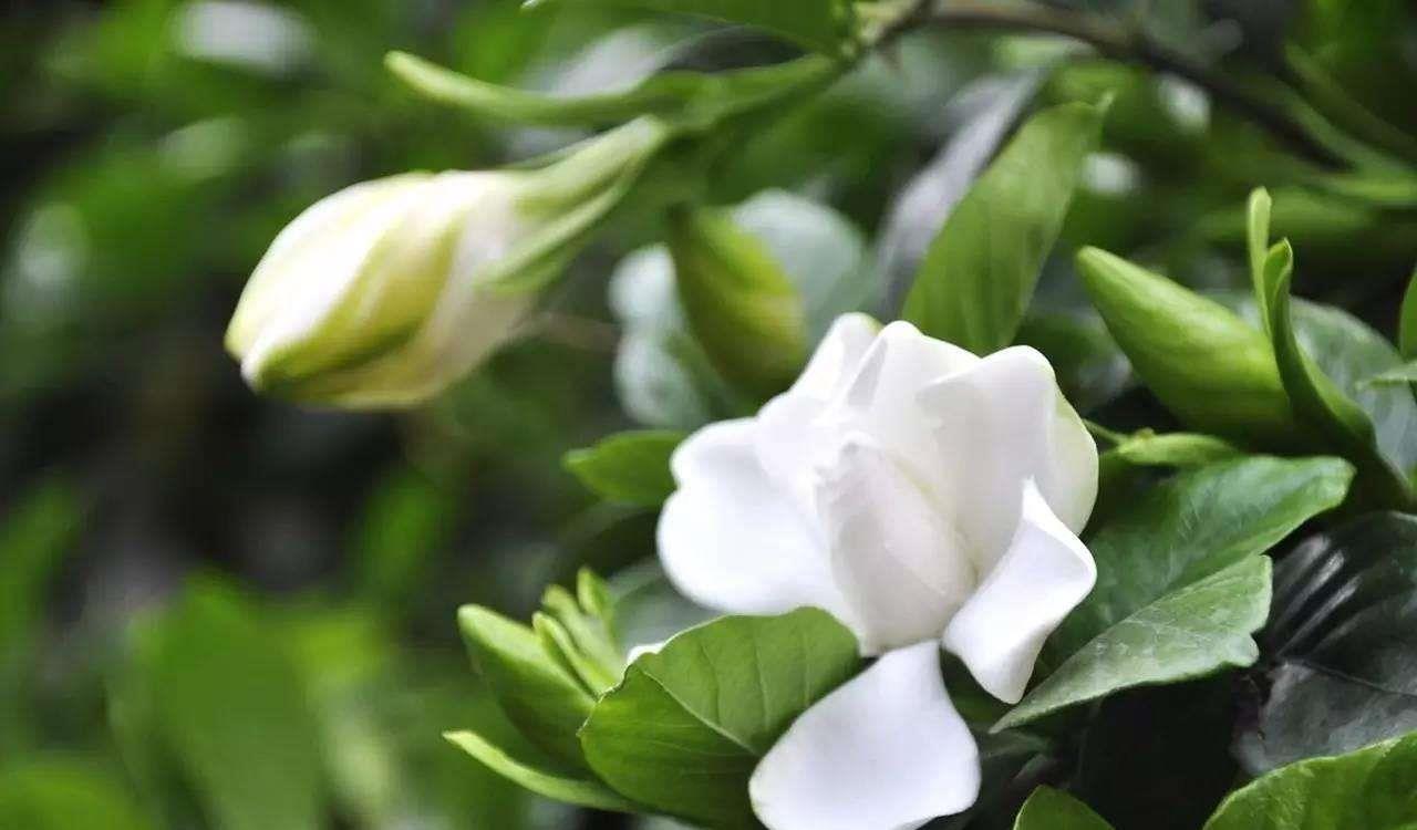 有的植物冬季开花不好，可能活不过冬天！我们该怎么办呢？