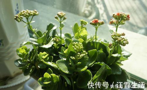 3种花,不能让它长成高个子,一长高就剪,越剪越值钱