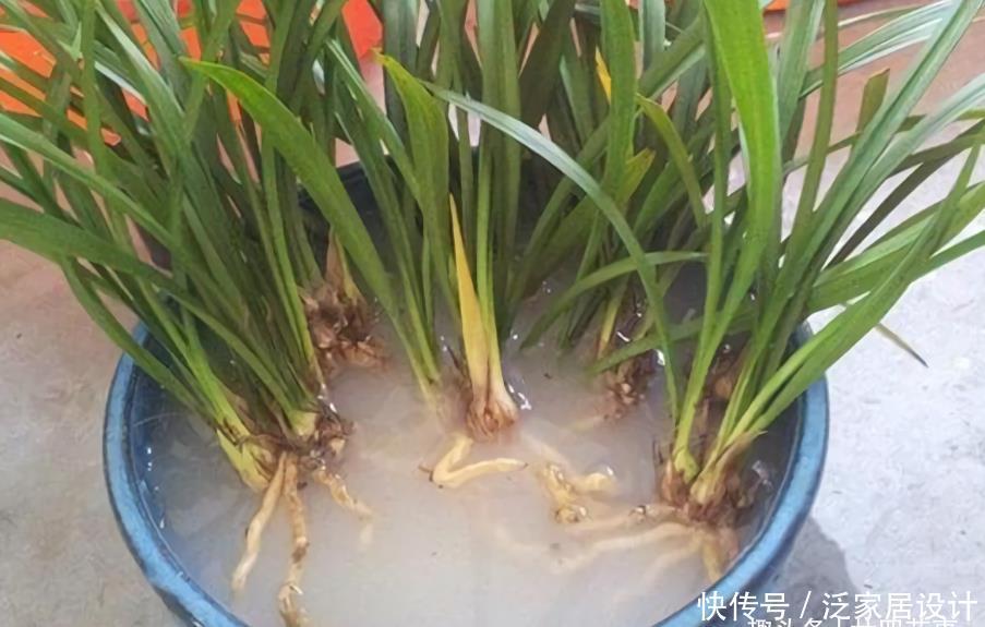 叶基|兰花度夏,“两腐”是大难题,6招预防3招治疗,小心谨慎过夏天