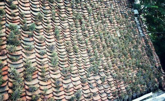 瓦松|老家房上“1种植物”，遇见必采，半年养出50株，家里养了有福气