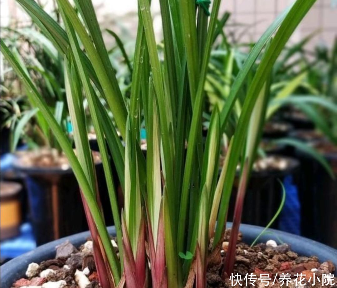 新芽|立秋以后，兰花开始冒花芽，4件事要做好