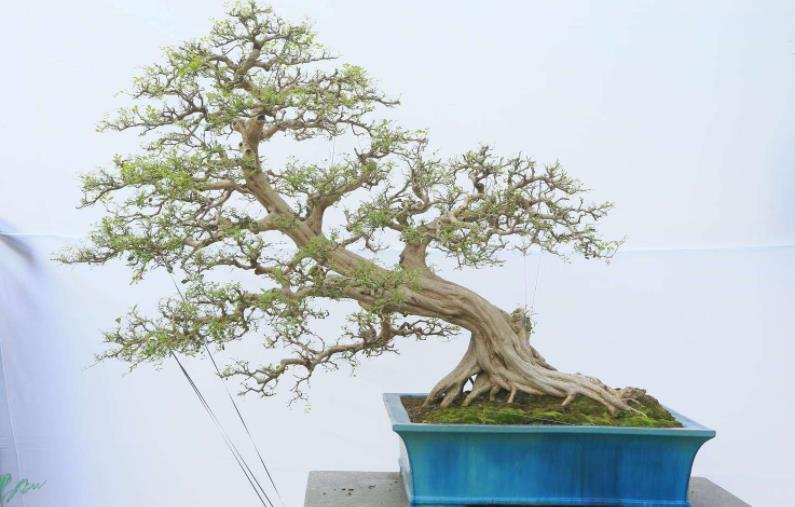 光照|此花是天然盆景,主干质朴大气,枝叶造型独特,自带扑鼻的香气
