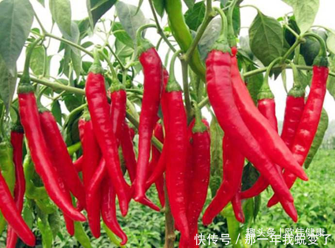 身体|会吃的人更长寿这5种食物常放餐桌,滋养身体百岁不是梦