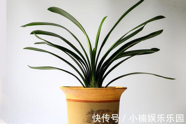 叶子|怎样让君子兰一年长出8片叶子?他的做法,值得我们学习