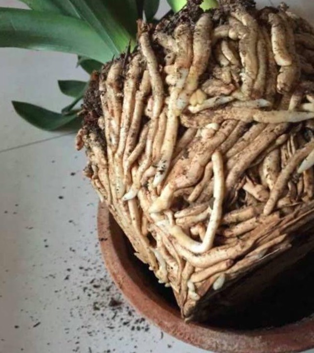 媳妇一不在意打翻养殖10年君子兰，根部肉虫让全家看的一激灵