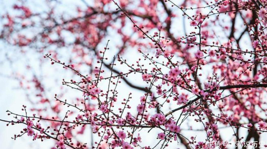 南溪弄水,回望山园梅花|杨万里一首有趣的咏梅诗,开篇就显得与众不同,结尾则是千古名句