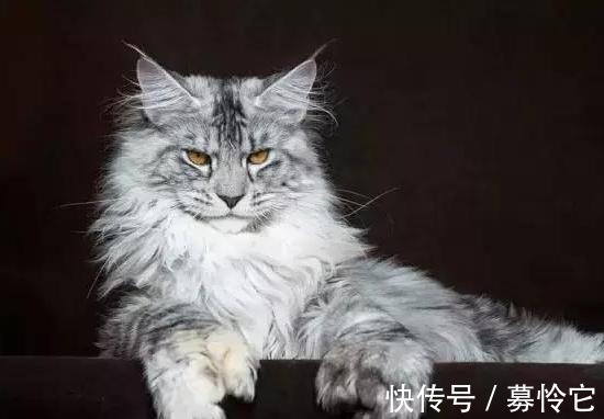 暹罗猫|十二星座适合养的猫（上）