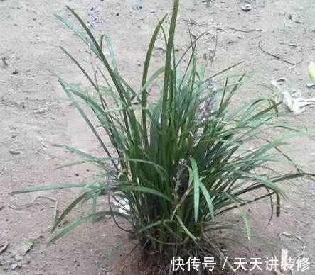 风雨兰|兰花难养,这些替代品可以选择,美起来不输兰花