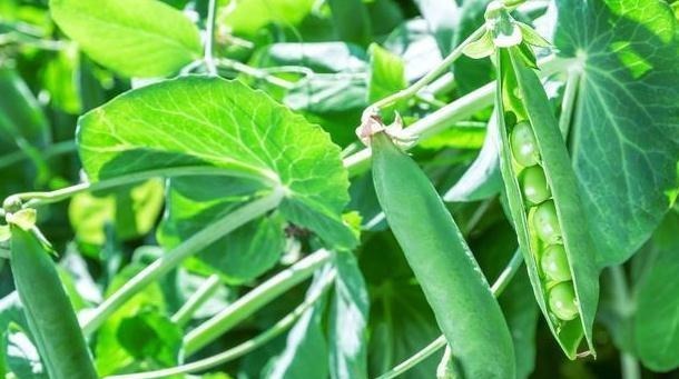 降血脂|1种豆类食物,每天吃点,降血脂、血管更年轻,看完快告诉家里人