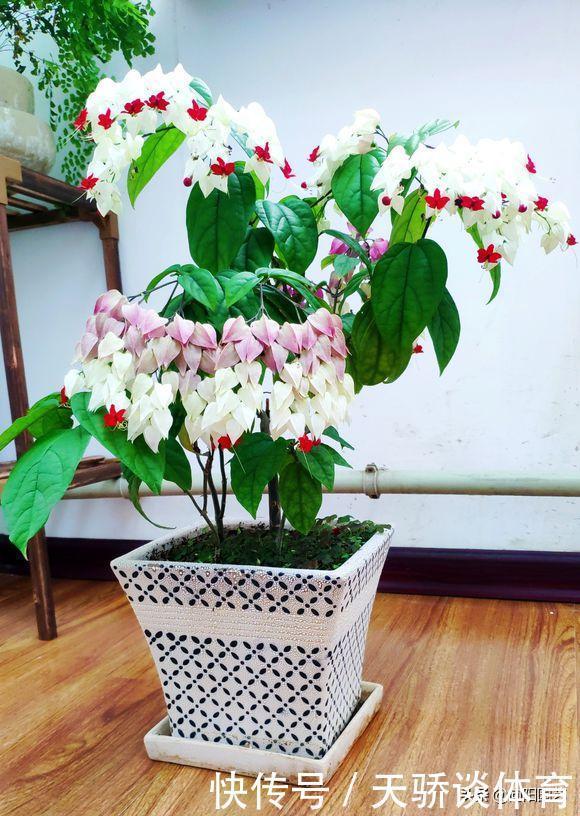 家庭养花，这5种必选，花期长开花量大，尤其是龙吐珠太美了