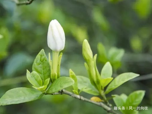 栀子花最爱这种“神仙水”,按照规律浇一点,枝嫩叶绿爆满盆