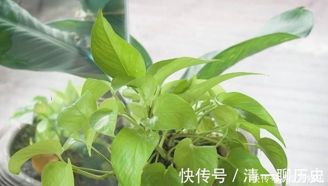红糖|红糖扔进花盆中,原来这么厉害,现在知道还不晚,回家试试