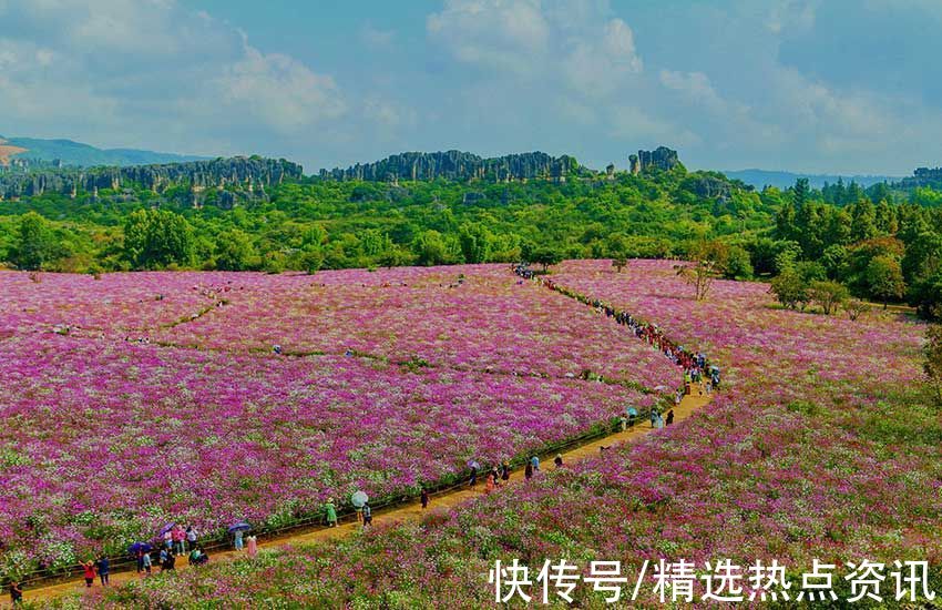 云南|云南乃古石林波斯菊盛开 花期可持续一个月