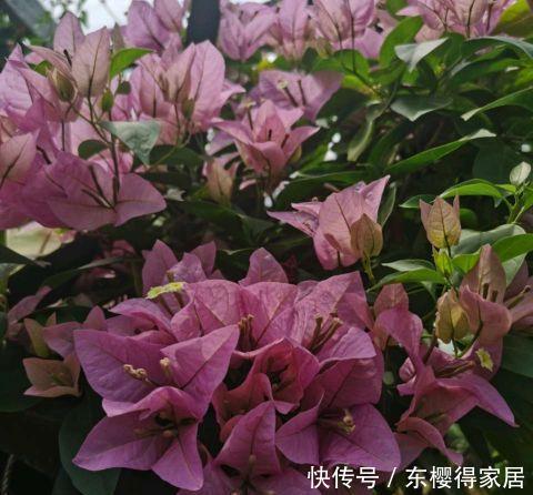 花根|天气热了,这三种花,少浇水,更爱开花