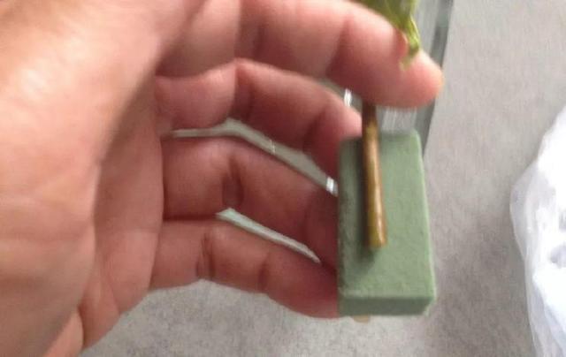 基部|月季、三角梅不生根剪1块海绵捂一捂,2周冒白根,长势喜人