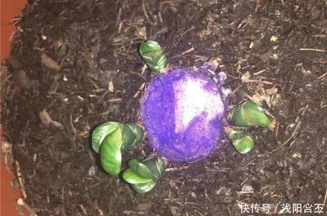 30年的君子兰,长出粗壮大老桩,砍还是不砍!