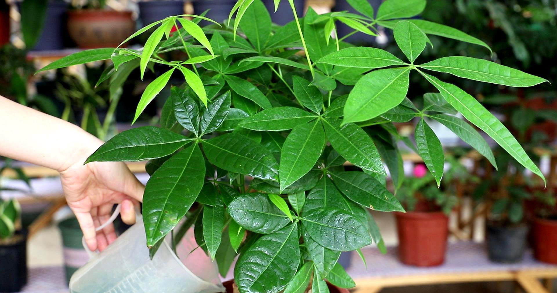 长寿花|天气冷，六种花要干养，少水多晒才健壮，养成老桩更旺家