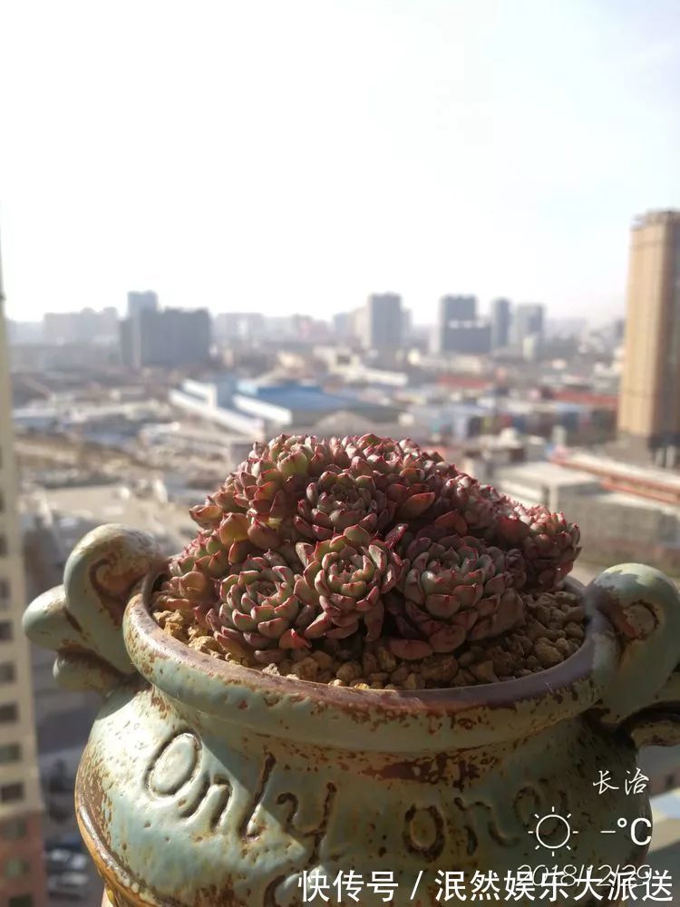 蚧壳虫|为肉痴狂!多肉植物也会用最美的容颜报答我们的勤劳付出!