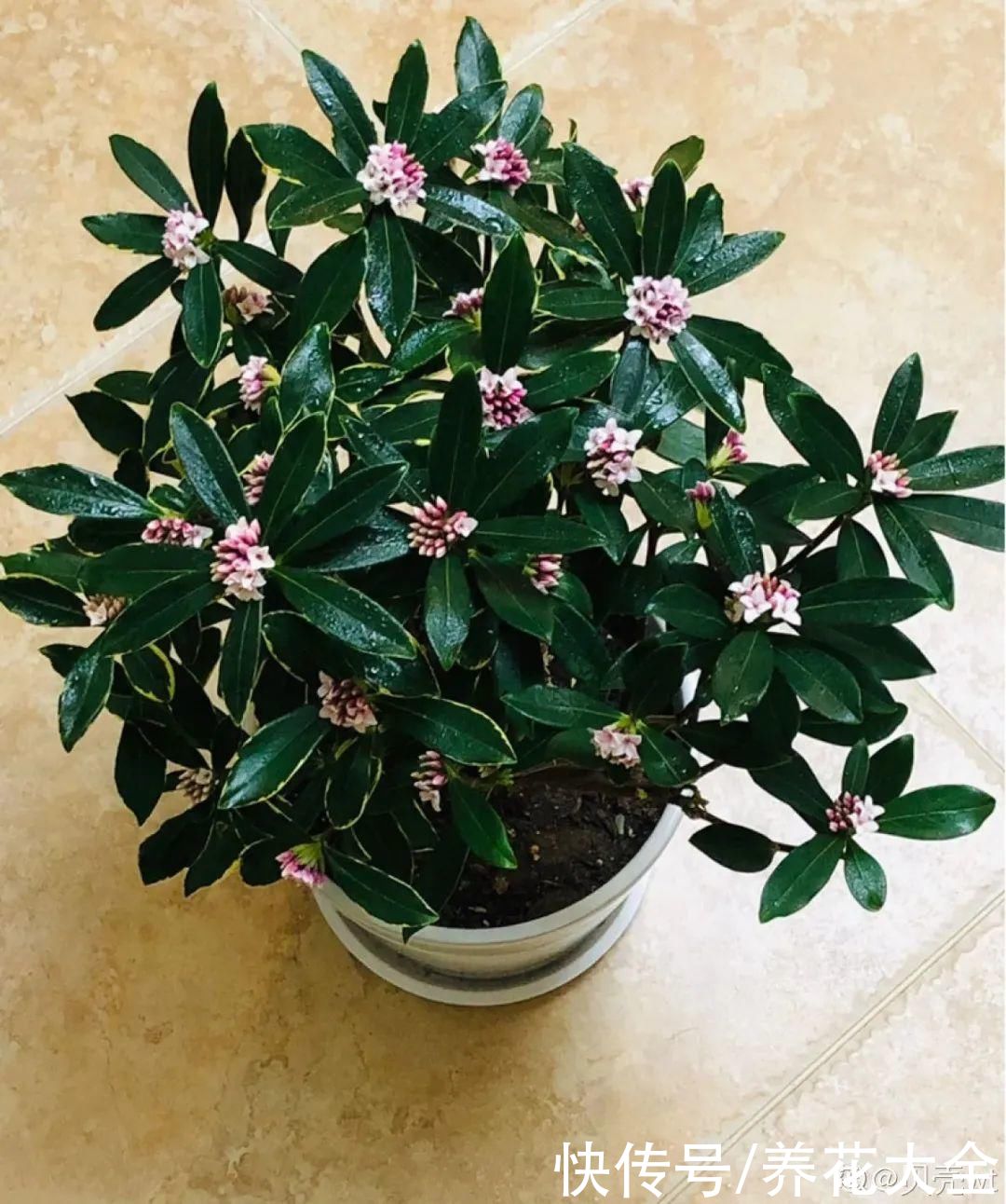 株形|7月必剪花，要抓紧时间，不然剪晚了不开花