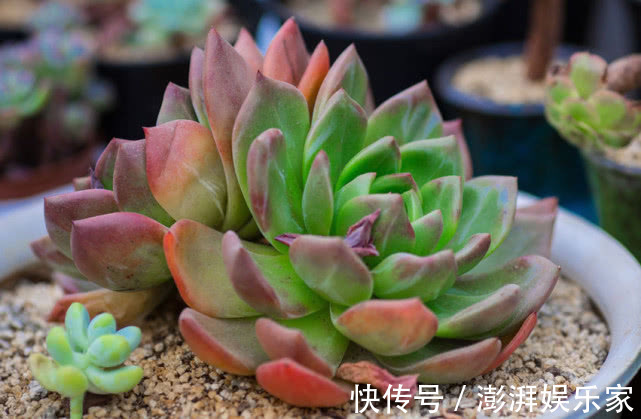 密封|多肉不好养给它喂点“这种水”,快速上色越长越旺,爆盆不是梦