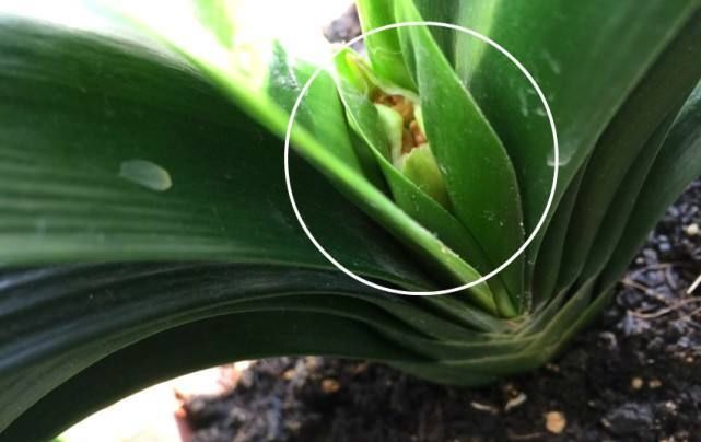 门口|立秋后,3种“休眠花”尽量别折腾,烂在秋天的门口,挺冤的