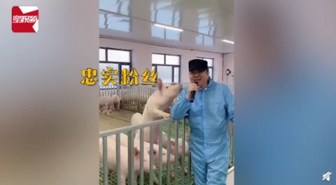 男子猪圈里开“演唱会”，每次唱歌猪超捧场，竟还收获意外“效果”！