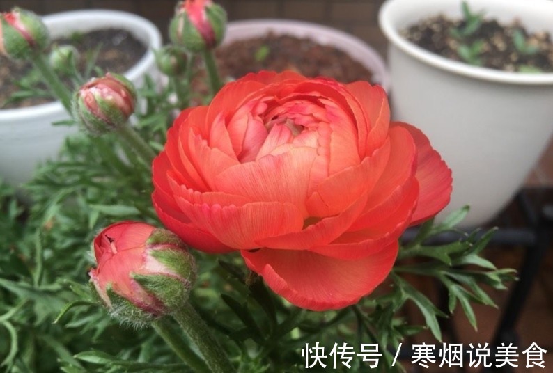 家庭养花成片种花毛茛,调剂好这3大因素,一开就一片花