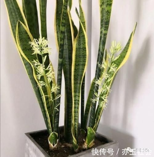 虎皮兰不长新叶子,在花盆里埋点“小东西”,开春呼呼冒新芽