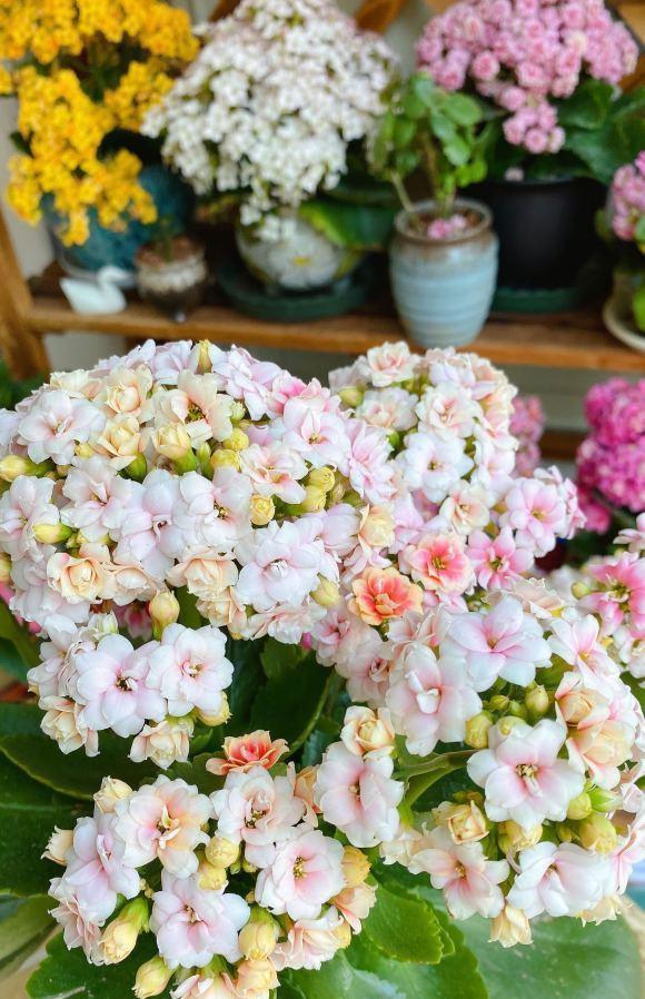 扦插长寿花,喂上2种肥,飞快长成小老桩,阳台开成小花树