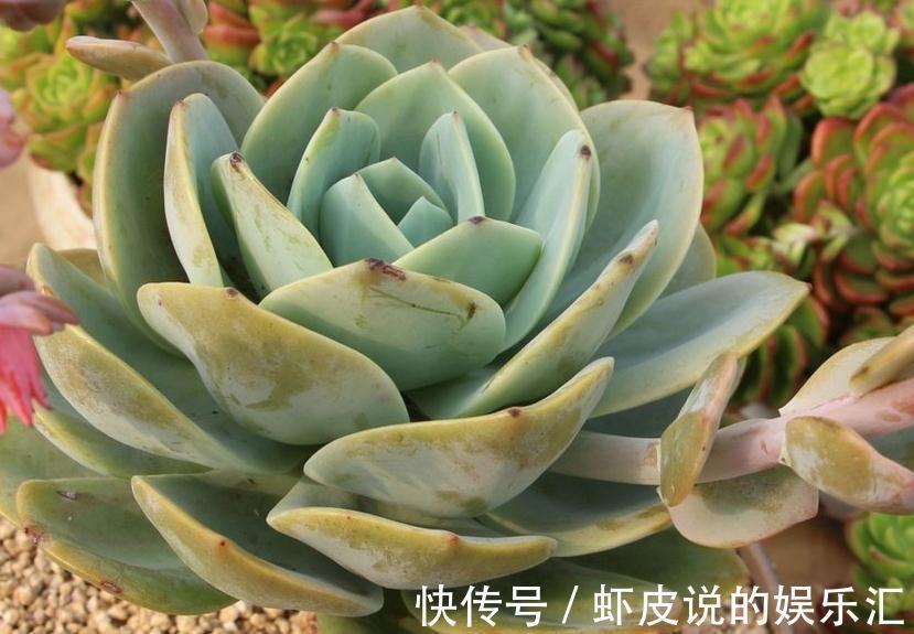 新上盆的多肉植物服盆期如何浇水，多久浇一次水才能快速服盆