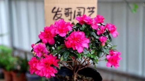 养花要注意,这几种水不能浇花,不然黄叶又烂根!