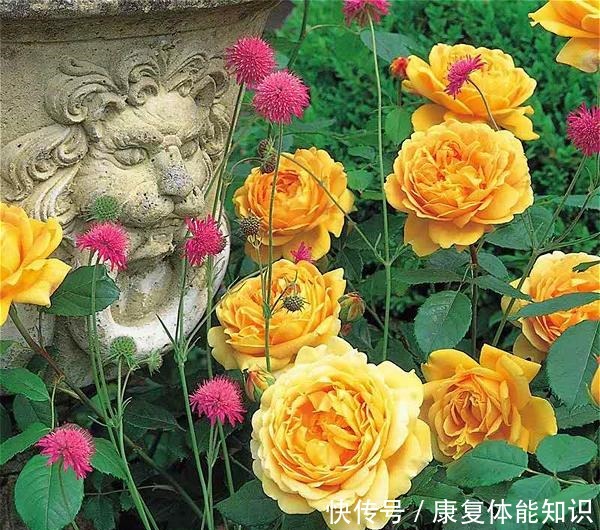 此花一年开花300天,花朵会散发酒香味,院里养2棵3年爬满墙!