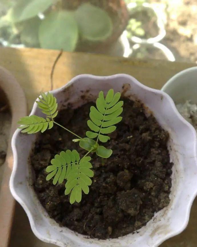 合欢|“知时郐卷”的合欢花令人着迷,试试它的繁殖与造型!