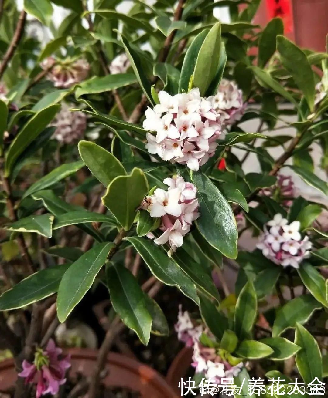  异味|冬天养盆香水花，满屋子飘香，异味都赶跑了