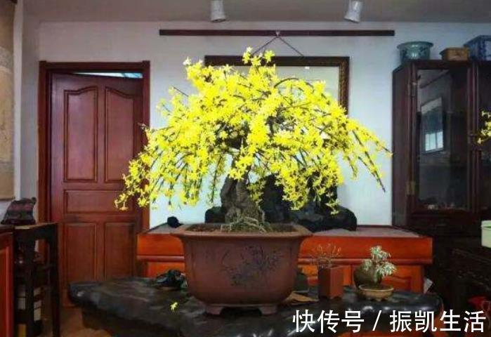 叶片|5种花冬天再冷也不怕，年前搬进室内，过年就开花，喜庆又漂亮！