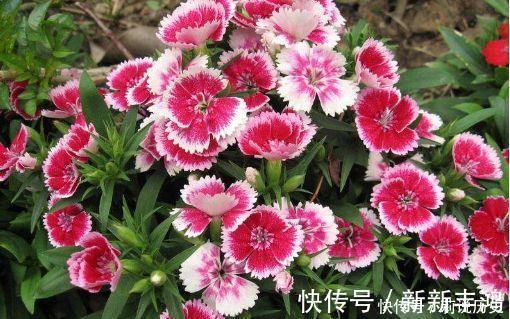4种花号称开花劳模，四季花开，花多易爆盆，超美的