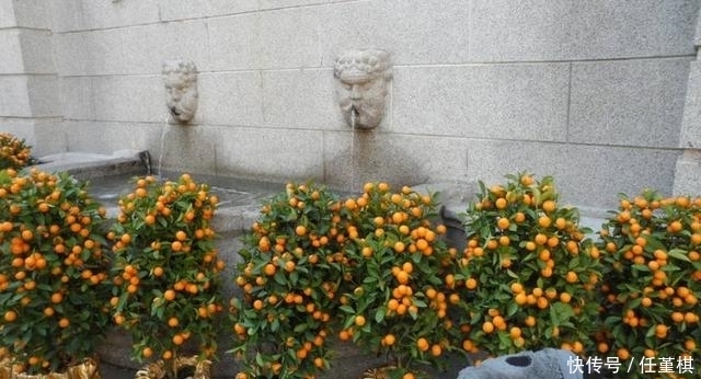 栽花盆里的这几种水果树,种一棵可以吃几年,造型修整下确定美