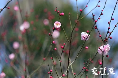 “立春”了 南京梅花山早梅花开朵朵