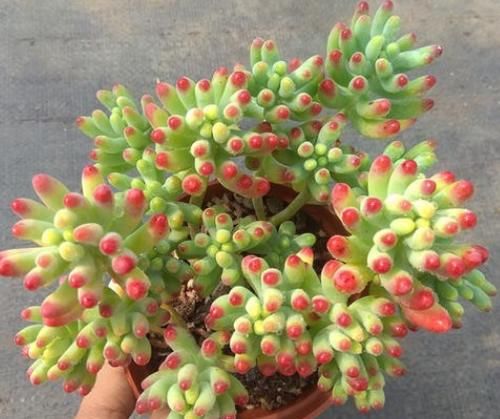 多肉乙女心，天暖盆栽时多晒太阳、适量低温才能让叶子越长越美