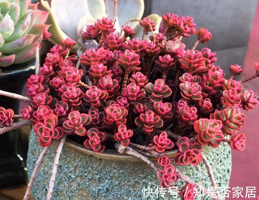 盆栽|立秋后养多肉,坚持“2多1少1勤”,叶子肥美水灵,颜色漂亮