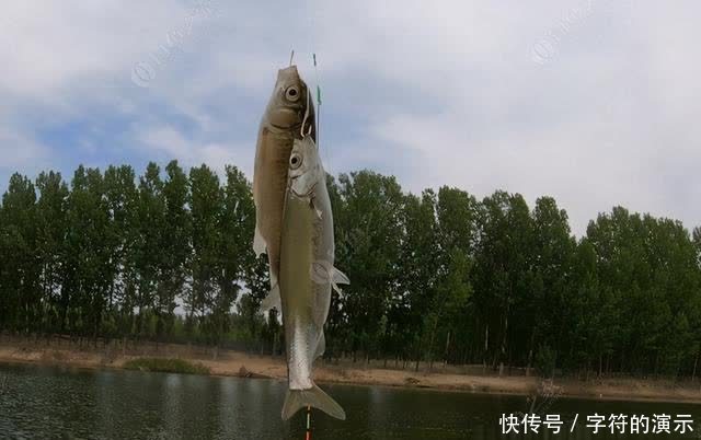 子线|浅滩、走水、刮大风，双活铅速钓潮白河
